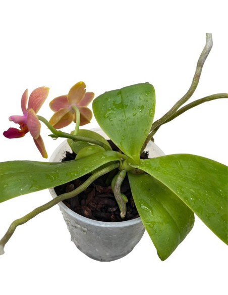 ORCHIDEA PROFUMATA 'LIODORO' DUE STELI in vaso 9 cm