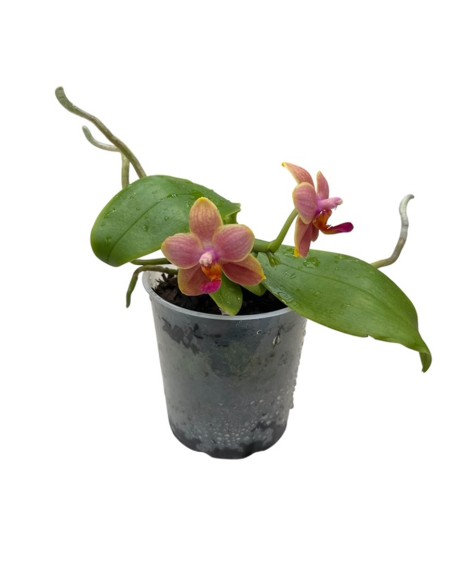 ORCHIDEA PROFUMATA 'LIODORO' DUE STELI in vaso 9 cm