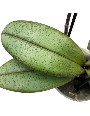ORCHIDEA PHALAENOPSIS PORPORA AROMIO FRESH
