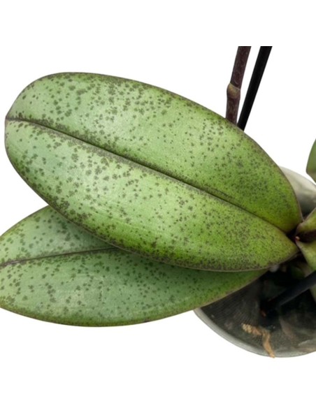 ORCHIDEA PHALAENOPSIS PORPORA AROMIO FRESH