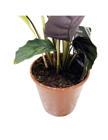 Calathea Maui Queen: da interno elegante e pet-friendly