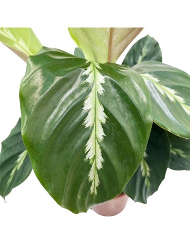 Calathea Maui Queen: da interno elegante e pet-friendly