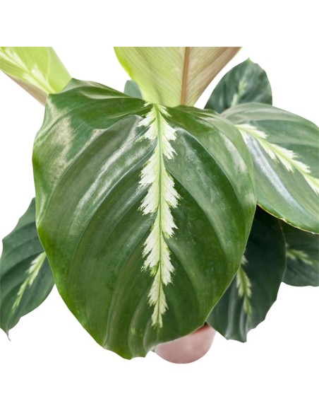 Calathea Maui Queen: da interno elegante e pet-friendly