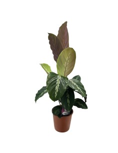 Calathea Maui Queen: da interno elegante e pet-friendly