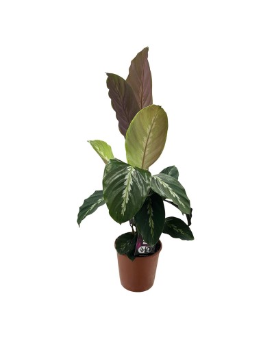 Calathea Maui Queen: da interno elegante e pet-friendly
