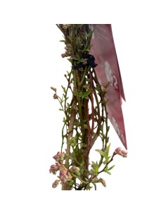 Mirtillo Pink Lemonade: Il Mirtillo Rosa Dolce e Tardivo 2