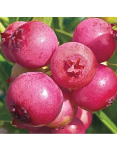 Mirtillo Pink Lemonade: Il Mirtillo Rosa Dolce e Tardivo