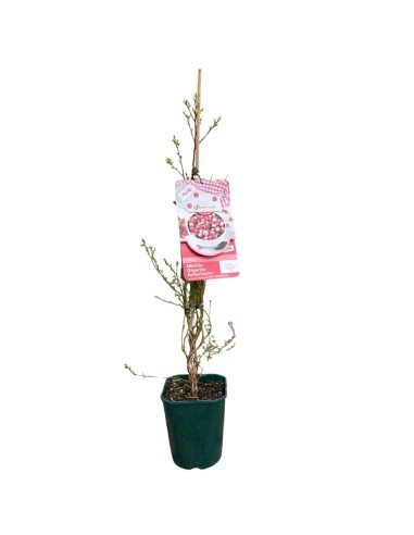 Mirtillo Pink Lemonade: Il Mirtillo Rosa Dolce e Tardivo