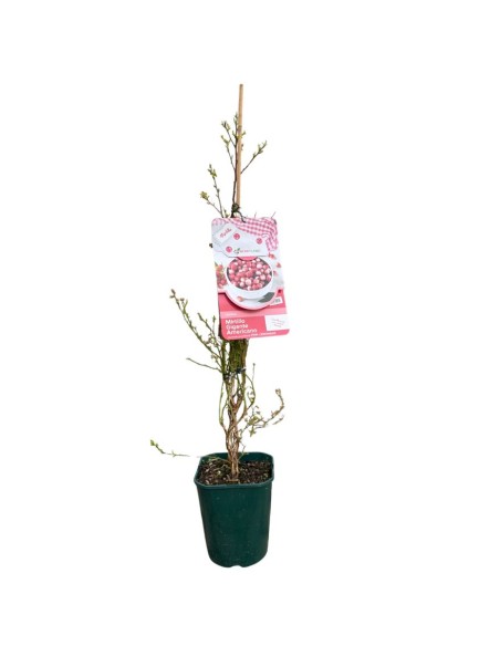Mirtillo Pink Lemonade: Il Mirtillo Rosa Dolce e Tardivo
