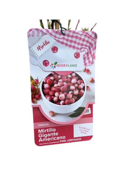 Mirtillo Pink Lemonade: Il Mirtillo Rosa Dolce e Tardivo