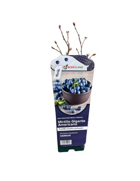 Mirtillo Gigante Darrow: Frutti Extra e Raccolta Tardiva