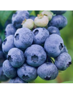 Mirtillo Gigante Darrow: Frutti Extra e Raccolta Tardiva