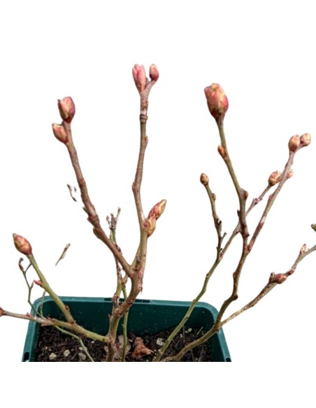 Mirtillo Gigante Darrow: Frutti Extra e Raccolta Tardiva