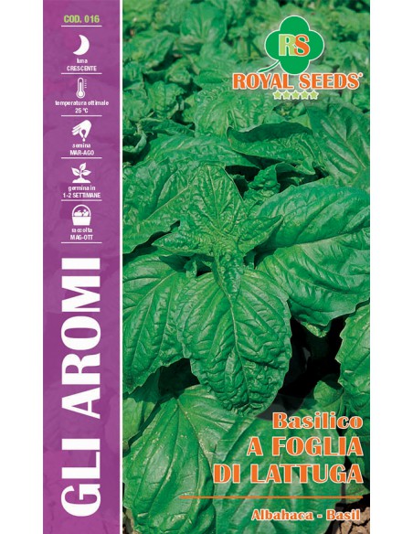 SEMI DI BASILICO A FOGLIA DI LATTUGA Foglie carnose