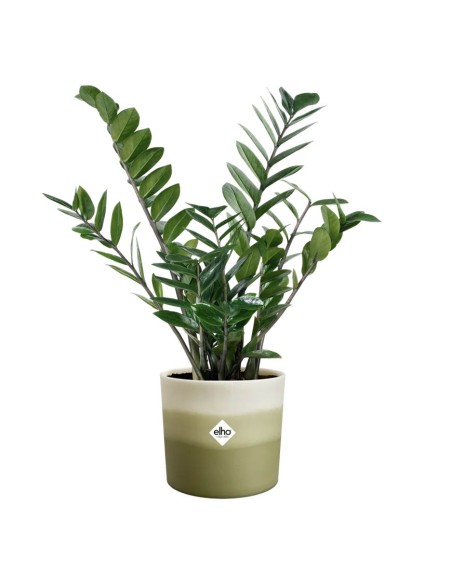 Colour Gradient Round Verde Bambù Elho: Eco-Sostenibile