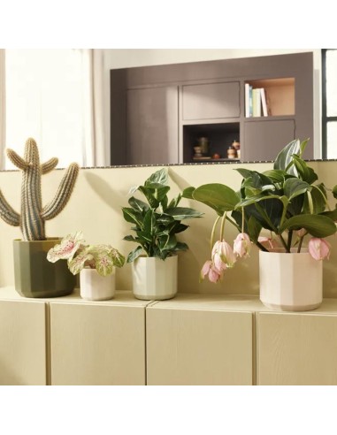 Facet Round Rosa Mandorla Elho: Vaso Design Sfaccettato Eco