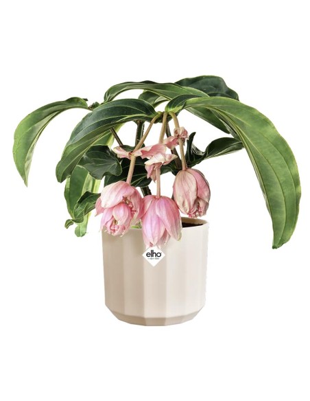 Facet Round Rosa Mandorla Elho: Vaso Design Sfaccettato Eco