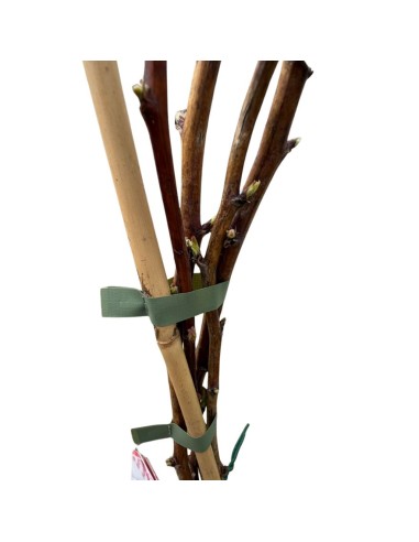 Lampone Parsifal Senza Spine: Dolcezza e Raccolta Sicura