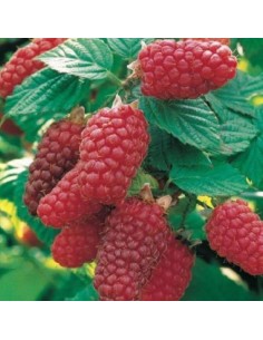 Lampone Parsifal Senza Spine: Dolcezza e Raccolta Sicura