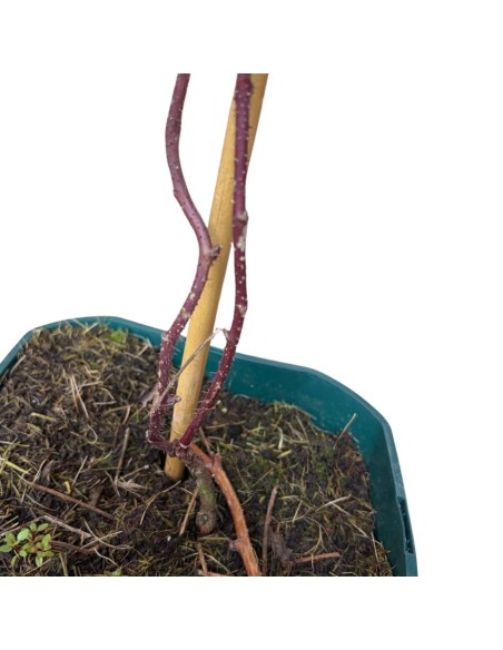 Tayberry in Vaso: Il Gustoso Incrocio tra Mora e Lampone