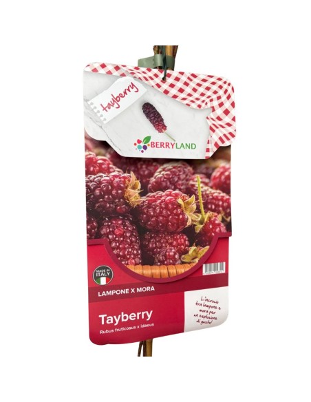 Tayberry in Vaso: Il Gustoso Incrocio tra Mora e Lampone