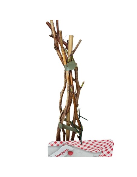 Lampone Rosso Clarita: Dolcezza Rifiorente Unica