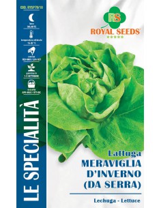 SEMI DI LATTUGA MERAVIGLIA D'INVERNO "DA SERRA"