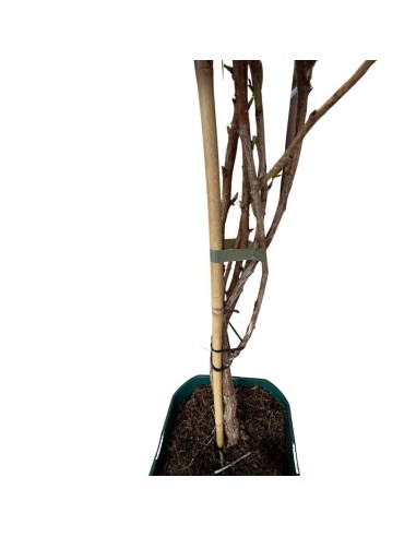 Lampone Rosso Clarita: Dolcezza Rifiorente Unica