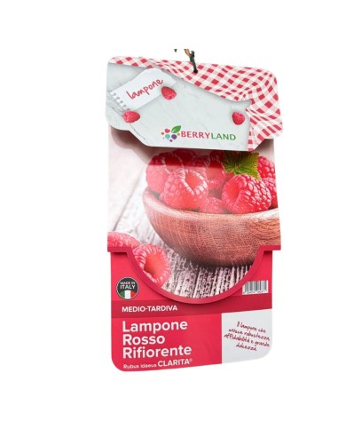 Lampone Rosso Clarita: Dolcezza Rifiorente Unica