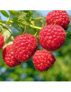 Lampone Rosso Clarita: Dolcezza Rifiorente Unica