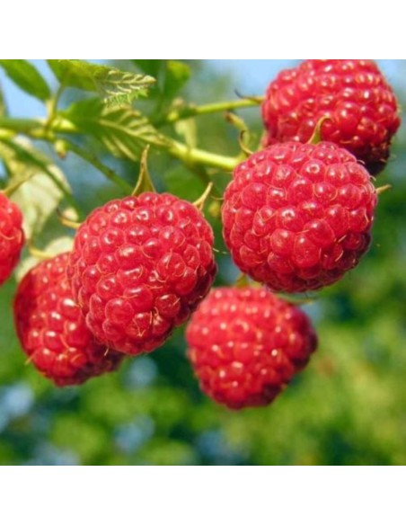 Lampone Rosso Clarita: Dolcezza Rifiorente Unica