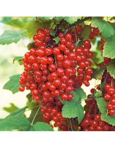 Ribes Rolan Rosso: Pianta da frutto produttiva e resistente