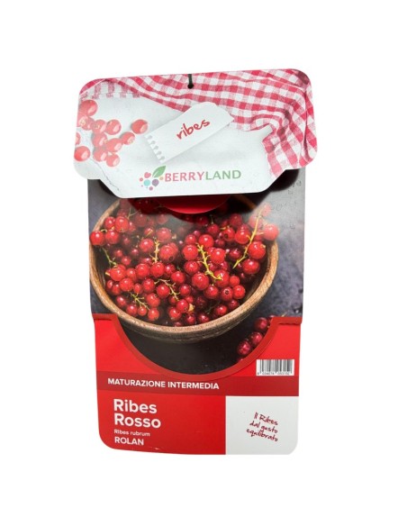 Ribes Rolan Rosso: Pianta da frutto produttiva e resistente