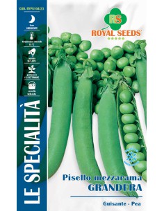 SEMI PISELLO MEZZA RAMA GRANDERA  baccelli grandi