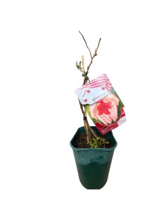 Lampone Nano Lilliput Rosso: Ideale in Vaso e per Balconi 2