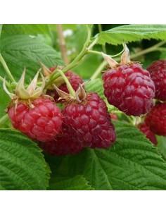 Lampone Nano Lilliput Rosso: Ideale in Vaso e per Balconi