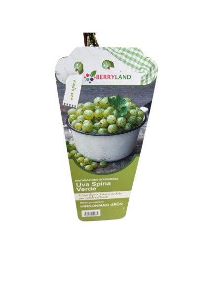 Uva Spina Hinnonmaki Grün: Pianta Resistente