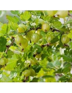Uva Spina Hinnonmaki Grün: Pianta Resistente