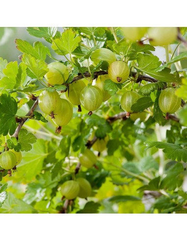 Uva Spina Hinnonmaki Grün: Pianta Resistente