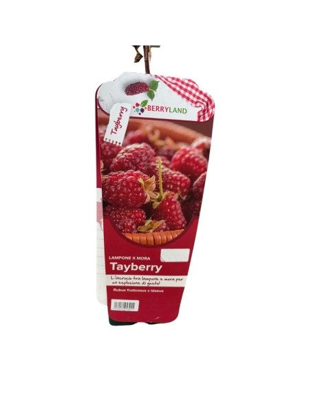 Tayberry in Vaso: Il gustoso Incrocio tra Mora e Lampone