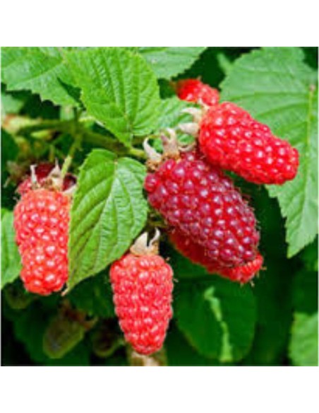 Tayberry in Vaso: Il gustoso Incrocio tra Mora e Lampone