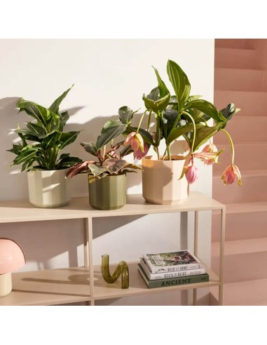 Vaso elho Facet Round Verde Tè: Design Moderno e Sostenibile