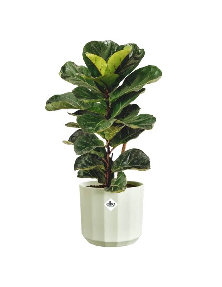 Vaso elho Facet Round Verde Tè: Design Moderno e Sostenibile