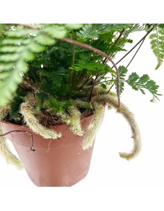 DAVALLIA HUMATA TYERMANNII "Felce piede di lepre" 2