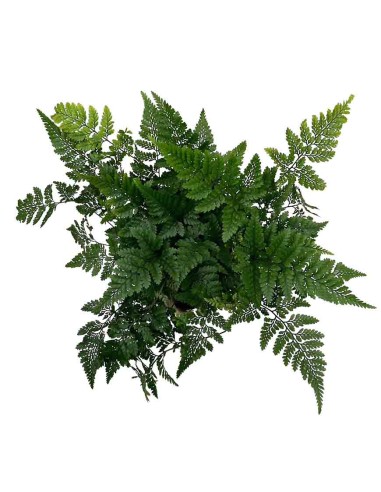 DAVALLIA HUMATA TYERMANNII "Felce piede di lepre"