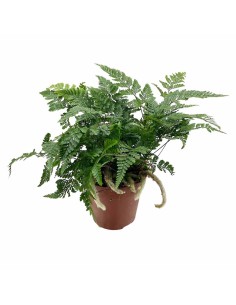 DAVALLIA HUMATA TYERMANNII "Felce piede di lepre"