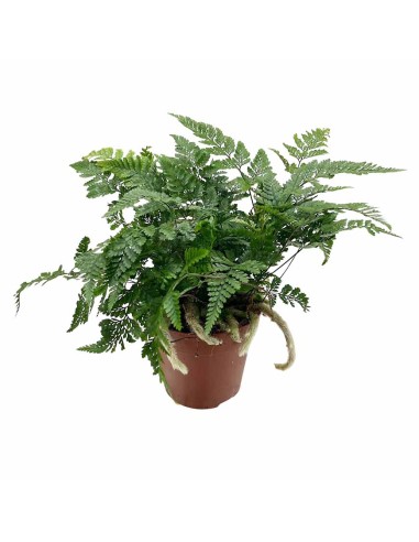 DAVALLIA HUMATA TYERMANNII "Felce piede di lepre"