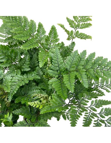 DAVALLIA HUMATA TYERMANNII "Felce piede di lepre"