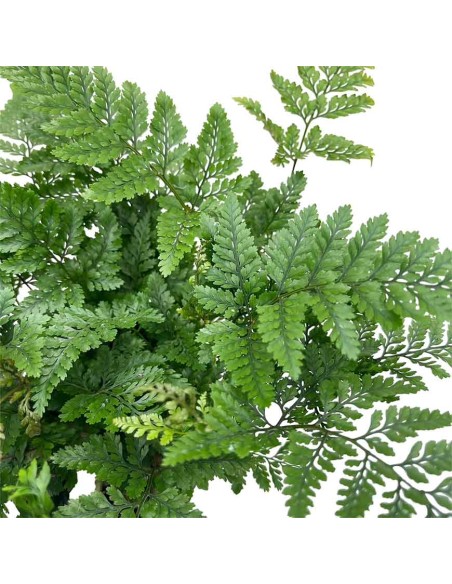 DAVALLIA HUMATA TYERMANNII "Felce piede di lepre"