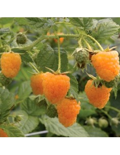 Lampone Arancione Ambra rifiorente: dolcezza unica in vaso 2